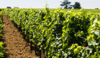 Francia inyecta 130 millones de euros para salvar su viticultura: ¿Una solución a una crisis estructural?