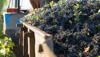 La cosecha de vino 2025/26 cae a menos de 29 millones de hectólitros La cosecha de vino 2025/26 cae a menos de 29 millones de hectólitros