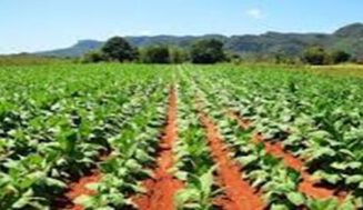 El tabaco producto rey en la agricultura cubana