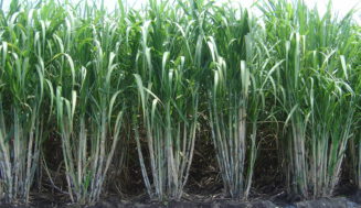 La dulce y morena caña de azúcar cubana