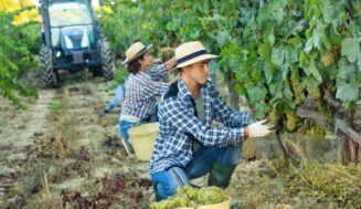 El viñedo envejece: el 65% de los viticultores supera los 51 años y el sector clama por un relevo generacional El viñedo envejece: el 65% de los viticultores supera los 51 años y el sector clama por un relevo generacional