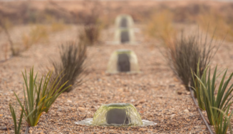 Raimat construye la depuradora natural más grande de Europa: 80.000 litros de agua purificados al día con juncos y grava