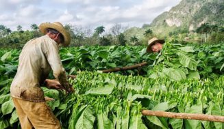 El tabaco producto rey en la agricultura cubana