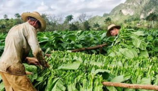El tabaco producto rey en la agricultura cubana