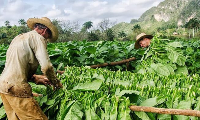 El tabaco producto rey en la agricultura cubana