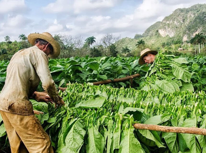 El tabaco producto rey en la agricultura cubana