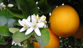 Especialmente la naranja agria o  amarga de cuba