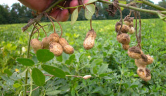 Sabor y dulzor incomparable maní cubano