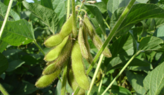 Única y nutritiva la soya cubana