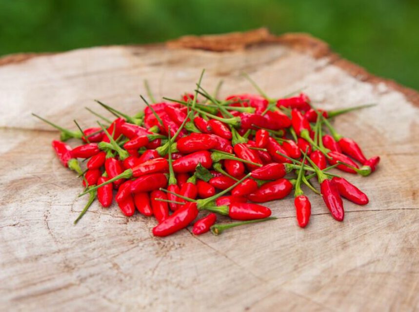 El Ají guaguo cubano