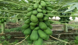 La Fruta bomba o Papaya Cubana