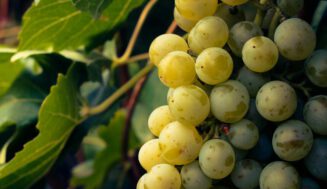La DO Bierzo defiende el origen de la uva Godello frente a la intención de la DO Rueda de usar la variedad La DO Bierzo defiende el origen de la uva Godello frente a la intención de la DO Rueda de usar la variedad