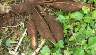 La sabrosa yuca cubana La sabrosa yuca cubana