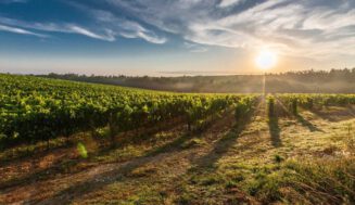 Europa arde bajo un domo de calor: el impacto extremo en España, Francia e Italia y la transformación forzada de la vendimia