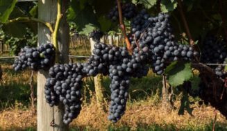 La pasión del vino frente a la realidad del sector