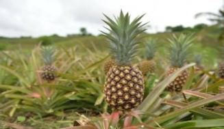 La rica y sabrosa piña de cuba