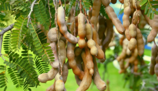 Nuestro rico Tamarindo desde Cuba