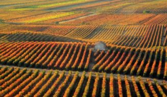 ¿Adoptarán los viticultores la tecnología? Un investigador pide ayuda al sector del vino ¿Adoptarán los viticultores la tecnología? Un investigador pide ayuda al sector del vino