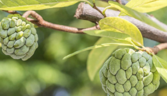 Te invitamos a conocer otra fruta el Anón cubano