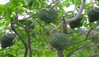 La fruta verde cubierta de suaves espinas de  pulpa blanca y cremosa la guanábana cubana