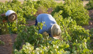 Vendimia 2026 generalizada en DO La Mancha con la recogida del Airén