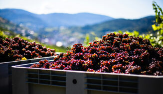 Provenza apuesta por regular la oferta de vino para evitar el hundimiento de los precios