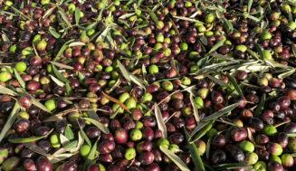 España prevé una cosecha de aceite de oliva de 1,60 millones de toneladas